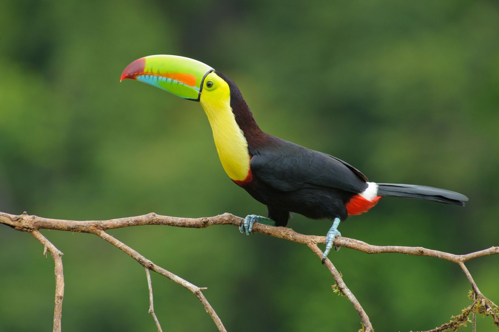 كوستاريكا، طيور