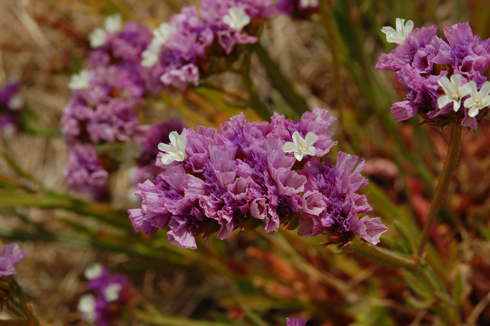 Limonium